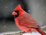 Cardinal