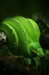 Emerald Tree Boa
