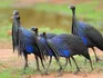 Guineafowl