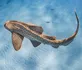Leopard Shark