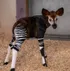Okapi