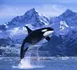 Orca