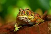 Pacman Frog