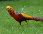 Pheasent (Golden)