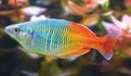 Rainbowfish