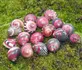 Red Racer Snail