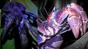 Coconut Crab