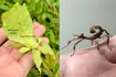 Leaf Insect