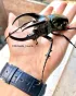 Atlas Beetle