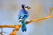 Blue Jay.