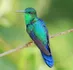 Hummingbird
