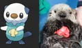 Sea Otter