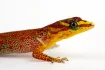 Trinidad Gecko