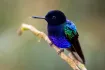 Velvet Coronet