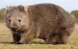 Wombat