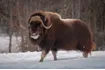 Muskox