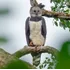 Harpy Eagle