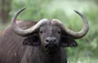 Cape Buffalo