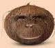 Monkey Coconut