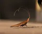 Walle Cockroach