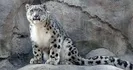 Leopardo-das-neves