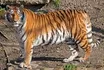 Tigre
