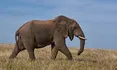 Elefante