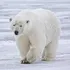 Urso-polar