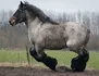 Cavalo Percheron