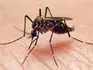 Mosquito mais de 100% de velocidade 
