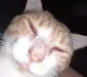 Gato fazendo miwing