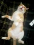 gato do YAGNOT desligado