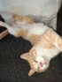 Gato fazendo uma jojo pose