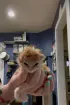 Gato puto