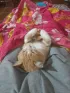 Gato mimindo igual um bebe