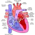 Anatomia interna de um coração - corpo humano (wtf)