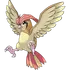 Pidgeotto