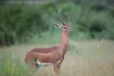 Gerenuk