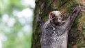 Flying Lemur