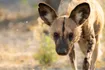 African Wild Dog