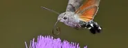 Hummingbird Hawk Moth