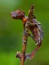 Satanic Leaf-Tailed Gecko