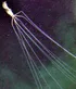 Bigfin Squid