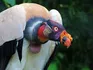 King Vulture