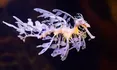 Leafy Seadragon