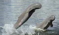 Irrawaddy Dolphin