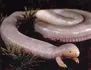 Mexican Mole Lizard