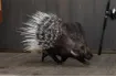 Porcupine