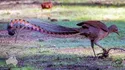 Lyrebird