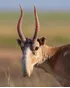 Saiga Antelope